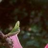 Magnolia x soulangiana 'Picture', flowers