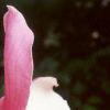 Magnolia x soulangiana 'Picture', flowers