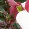 Magnolia x soulangiana 'Picture', flowers