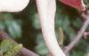 Magnolia x soulangiana 'Picture', flowers
