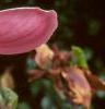 Magnolia x soulangiana 'Picture', flowers
