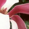 Magnolia x soulangiana 'Picture', flowers