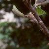 Magnolia x soulangiana 'Picture', flowers