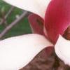Magnolia x soulangiana 'Picture', flowers