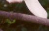 Magnolia x soulangiana 'Picture', flowers