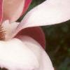 Magnolia x soulangiana 'Picture', flowers