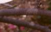 Magnolia x soulangiana 'Picture', flowers