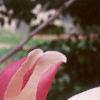 Magnolia x soulangiana 'Picture', flowers