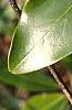 Magnolia virginiana, leaves