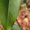 Magnolia virginiana, leaves