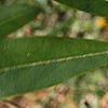 Magnolia virginiana, leaves