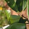 Magnolia virginiana, leaves