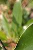 Magnolia virginiana, leaves