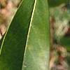 Magnolia virginiana, leaves