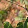 Magnolia virginiana, leaves