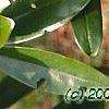 Magnolia virginiana, leaves