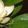 Magnolia virginiana, flowers