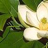 Magnolia virginiana, flowers
