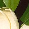 Magnolia virginiana, flowers