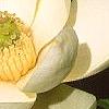 Magnolia virginiana, flowers