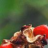 Magnolia virginiana, fruit
