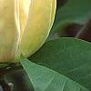 Magnolia 'Yellow Bird', flowers