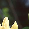 Magnolia 'Yellow Bird', flowers