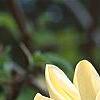 Magnolia 'Yellow Bird', flowers