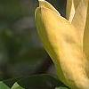 Magnolia 'Yellow Bird', flowers