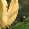 Magnolia 'Yellow Bird', flowers