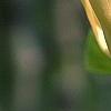 Magnolia 'Yellow Bird', flowers