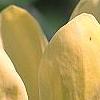 Magnolia 'Yellow Bird', flowers