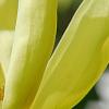Magnolia 'Yellow Bird', flowers