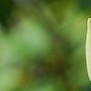 Magnolia 'Yellow Bird', flowers