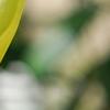 Magnolia 'Yellow Bird', flowers