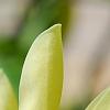Magnolia 'Yellow Bird', flowers