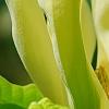 Magnolia 'Yellow Bird', flowers