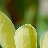 Magnolia 'Yellow Bird', flowers