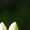 Magnolia 'Yellow Bird', flowers