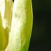 Magnolia 'Yellow Bird', flowers