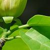 Magnolia 'Yellow Bird', flowers
