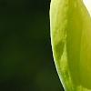 Magnolia 'Yellow Bird', flowers