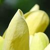 Magnolia 'Yellow Bird', flowers