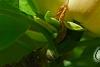 Magnolia 'Yellow Bird', flowers