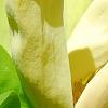 Magnolia 'Yellow Bird', flowers
