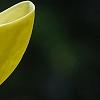 Magnolia 'Yellow Bird', flowers