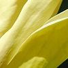 Magnolia 'Yellow Bird', flowers