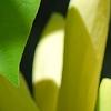 Magnolia 'Yellow Bird', flowers