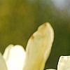 Magnolia 'Yellow Fever', flowers