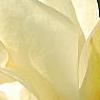 Magnolia 'Yellow Fever', flowers